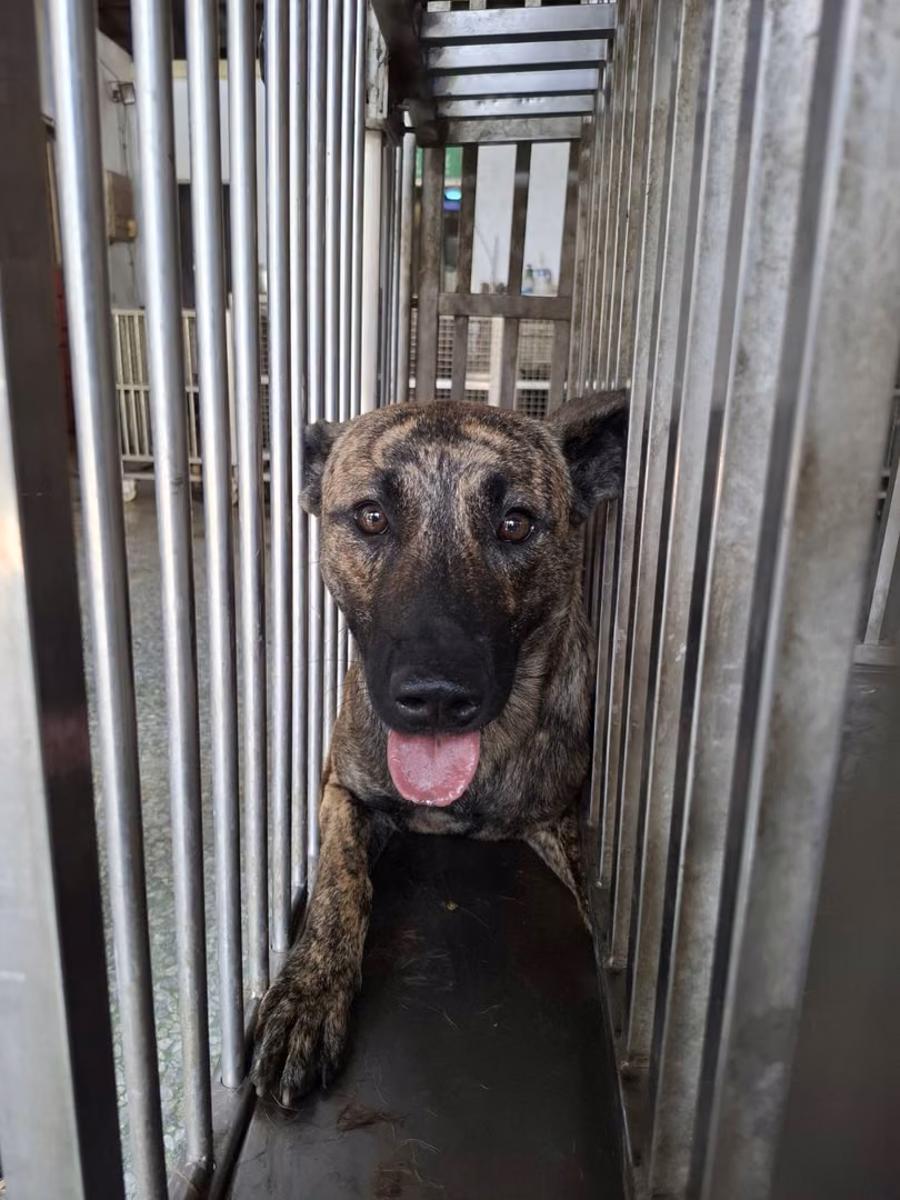 The dog, from the shelter's listing