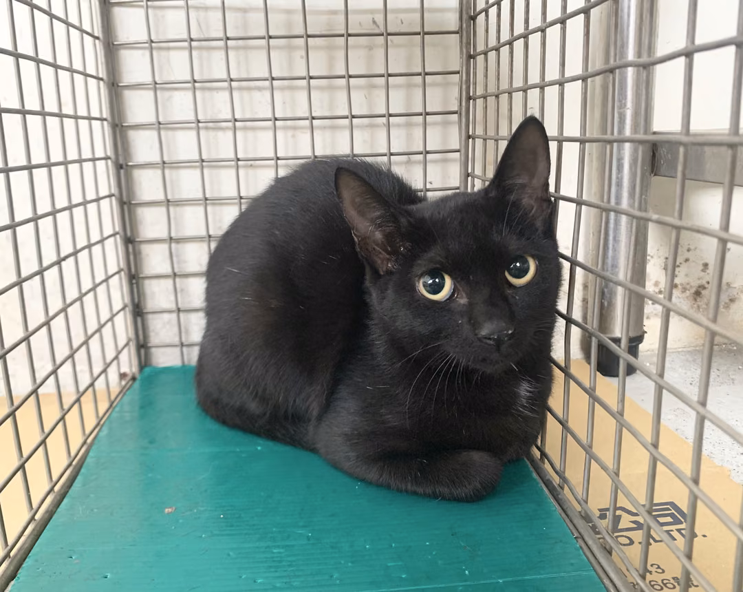 The cat, from the shelter's listing