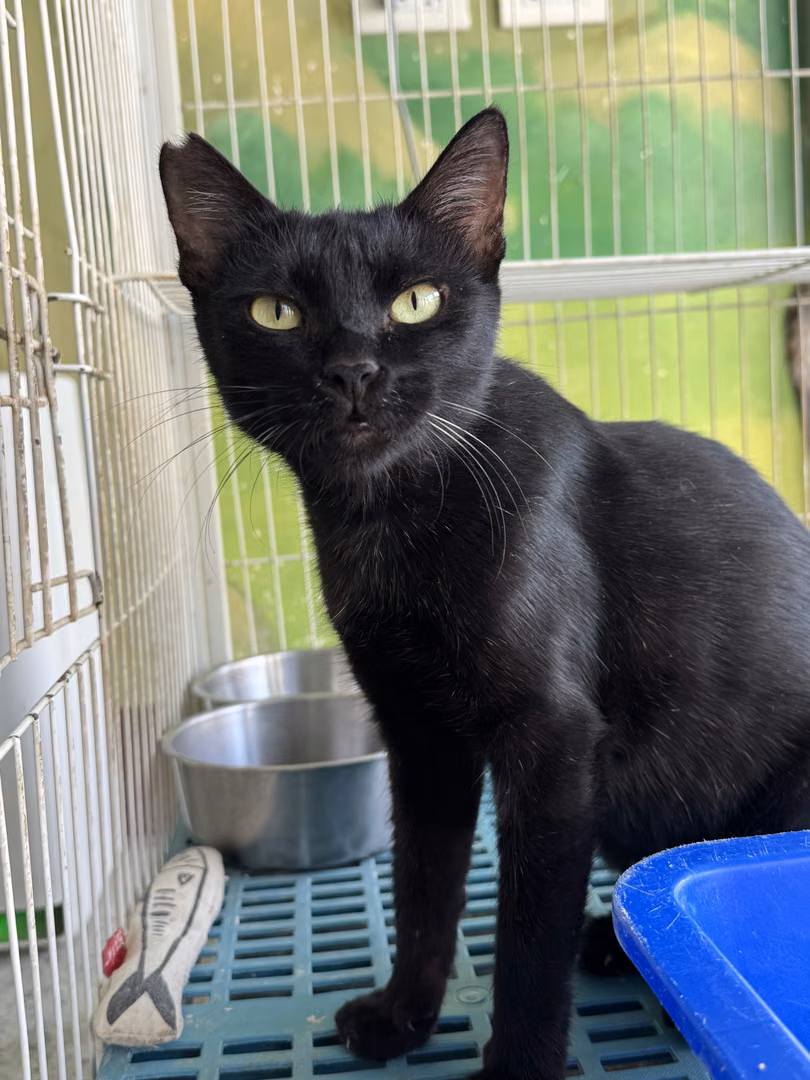 The cat, from the shelter's listing
