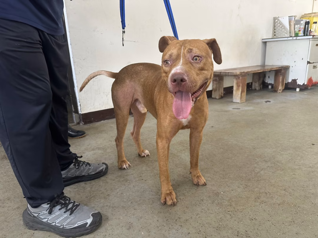 The dog, from the shelter's listing