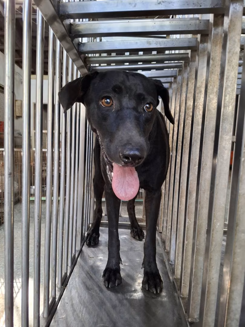 The dog, from the shelter's listing