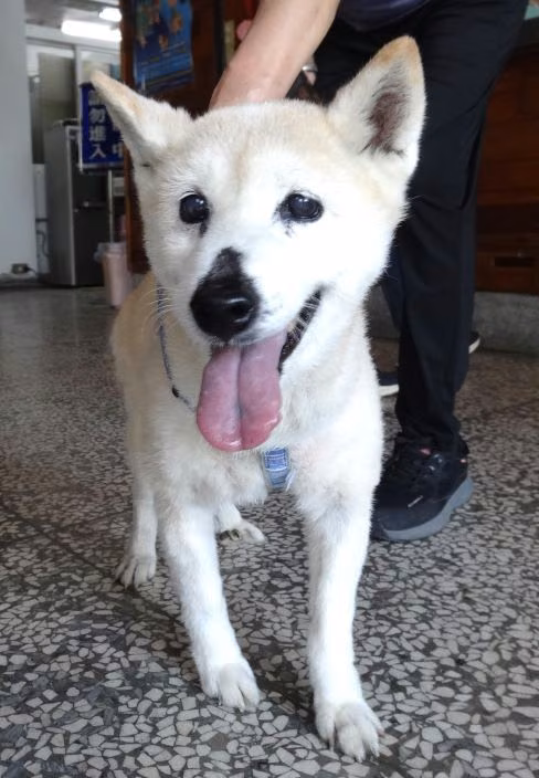 The dog, from the shelter's listing