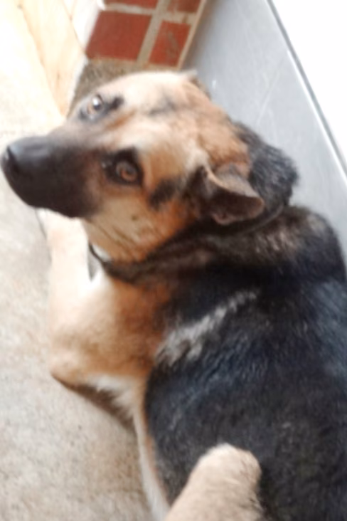 The dog, from the shelter's listing