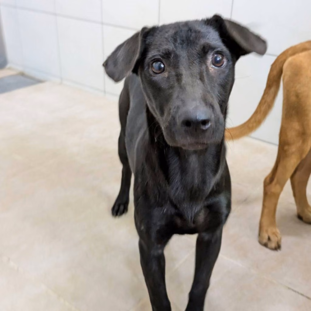 The dog, from the shelter's listing