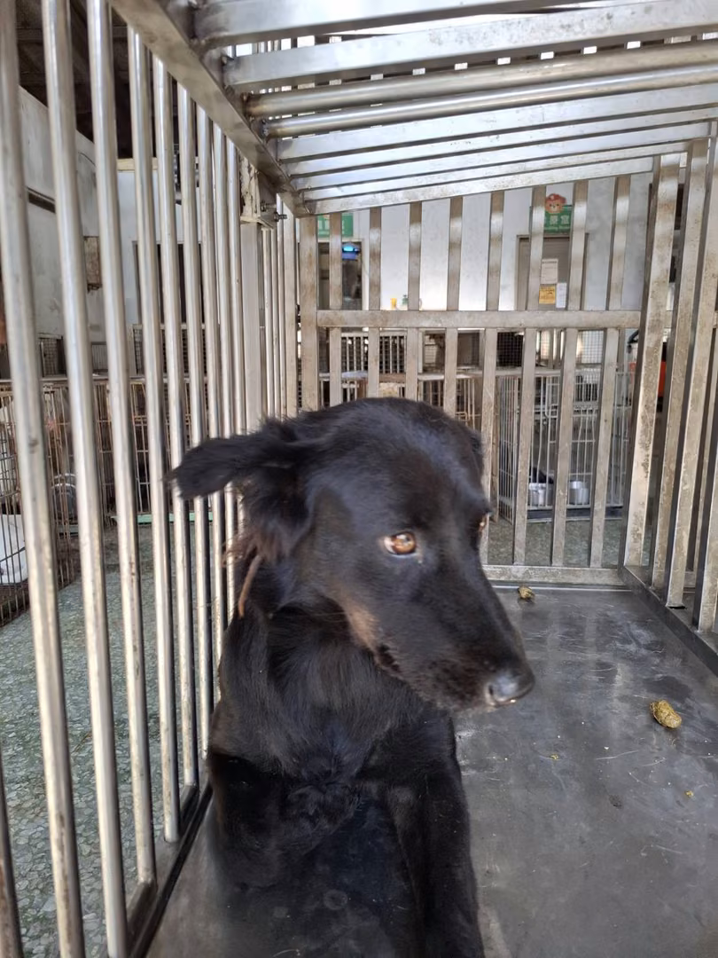 The dog, from the shelter's listing