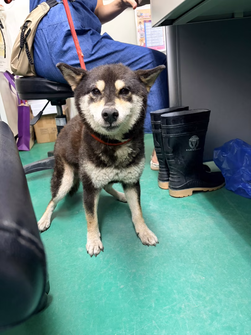 The dog, from the shelter's listing