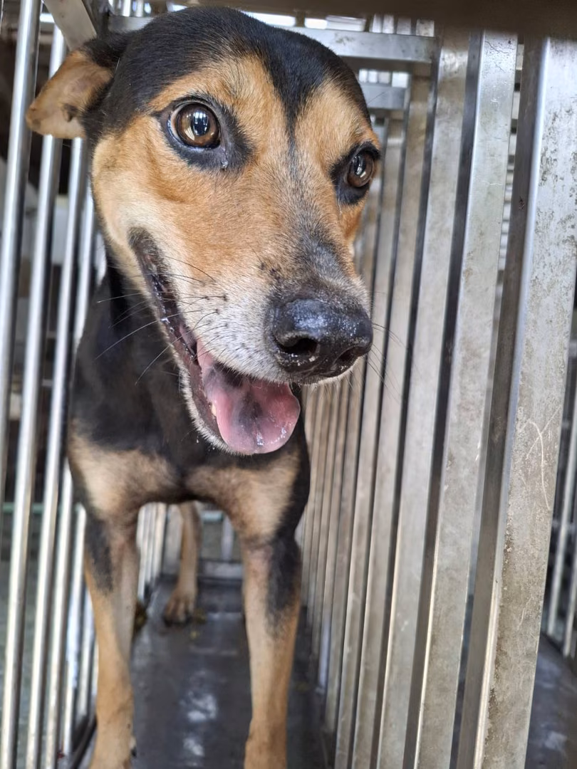 The dog, from the shelter's listing