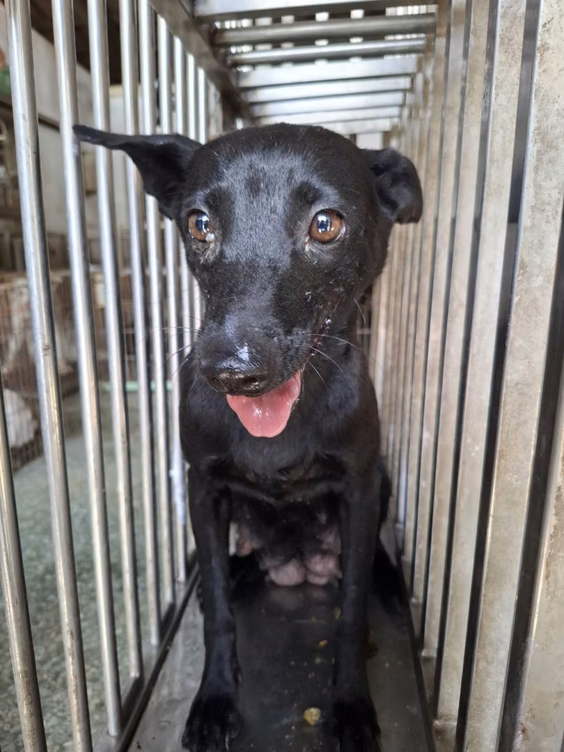 The dog, from the shelter's listing