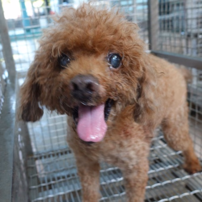 The dog, from the shelter's listing