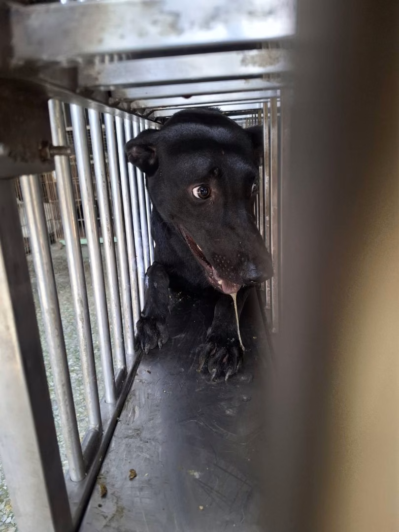 The dog, from the shelter's listing