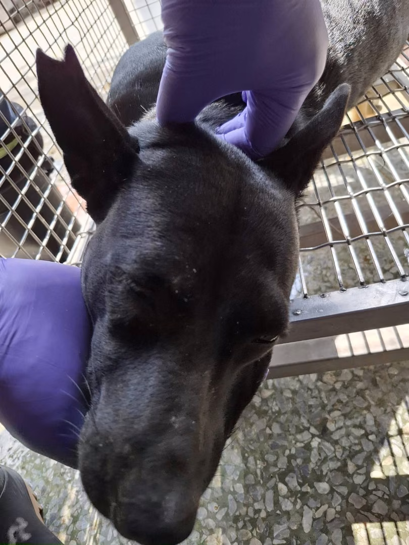 The dog, from the shelter's listing