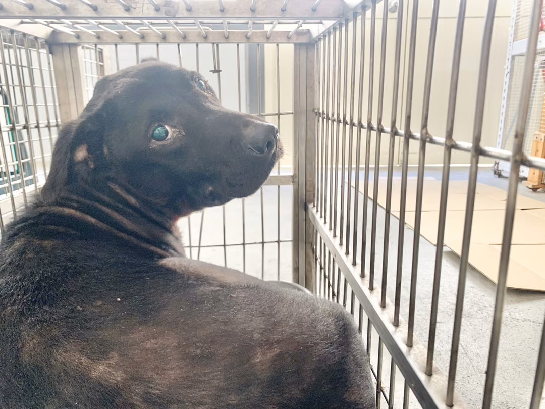 The dog, from the shelter's listing