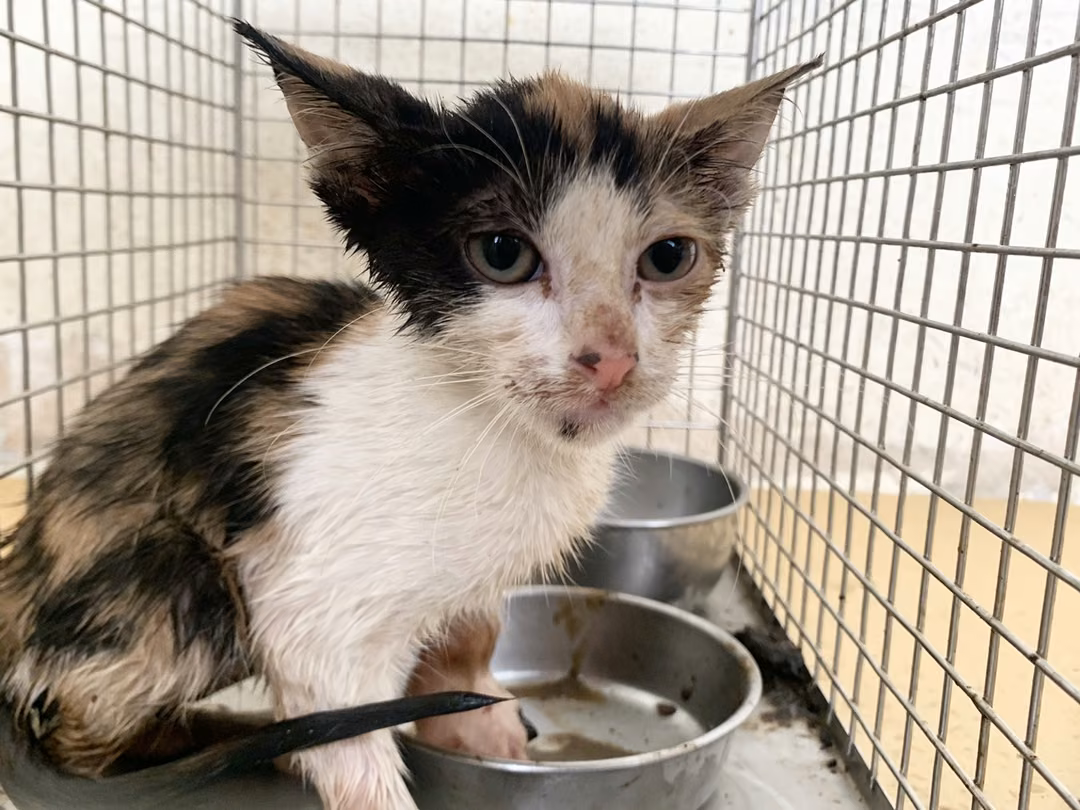 The cat, from the shelter's listing