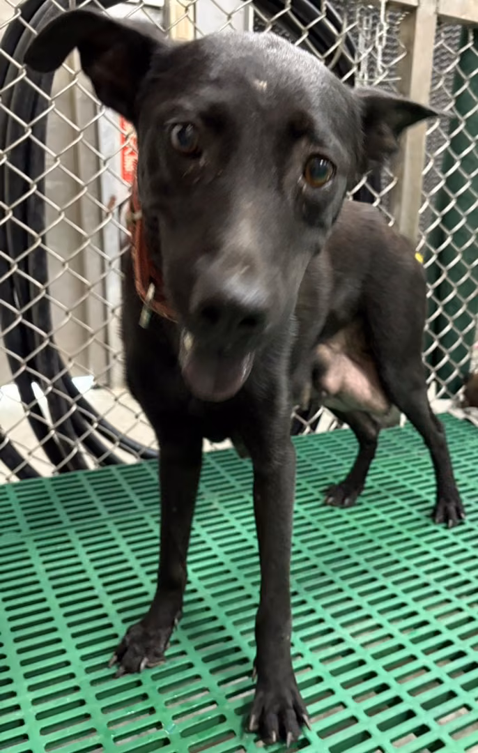 The dog, from the shelter's listing
