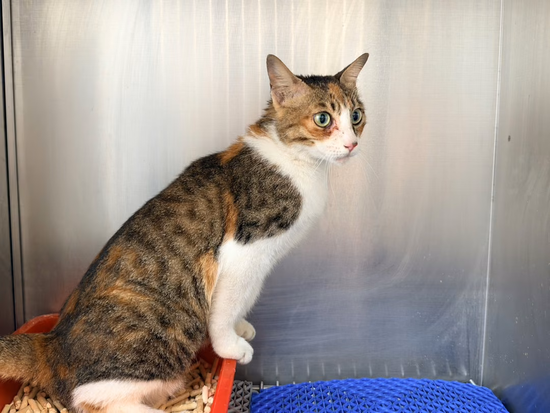 The cat, from the shelter's listing