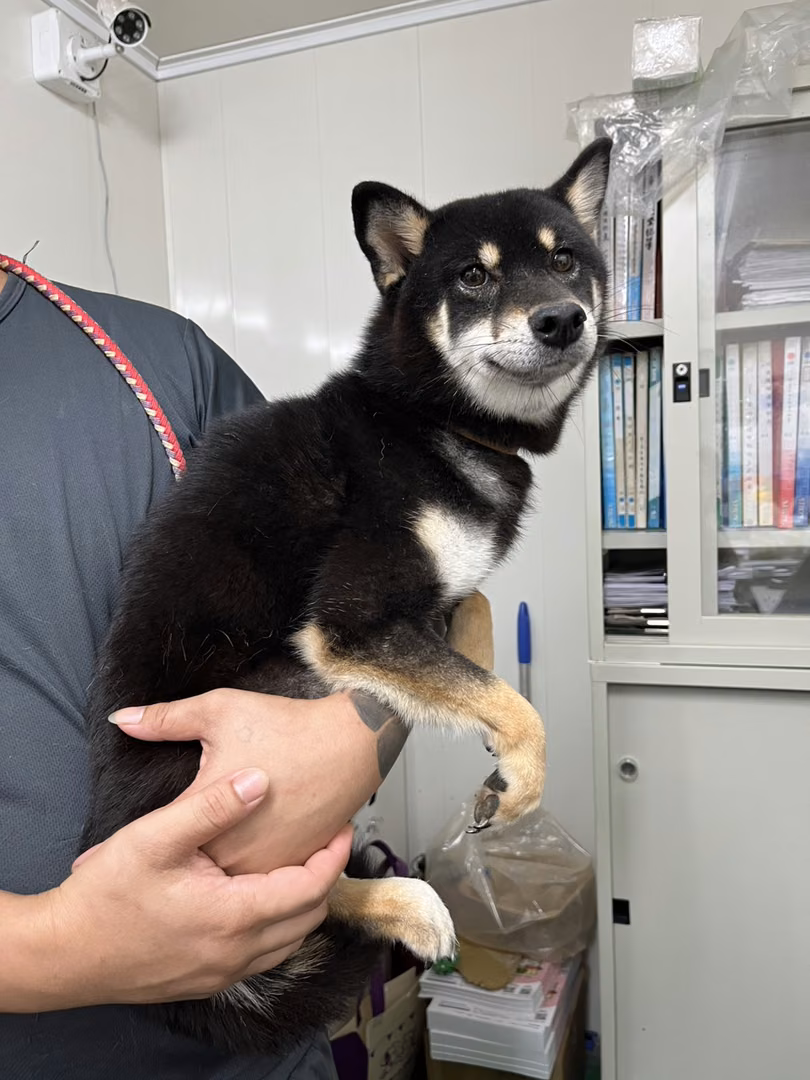 The dog, from the shelter's listing