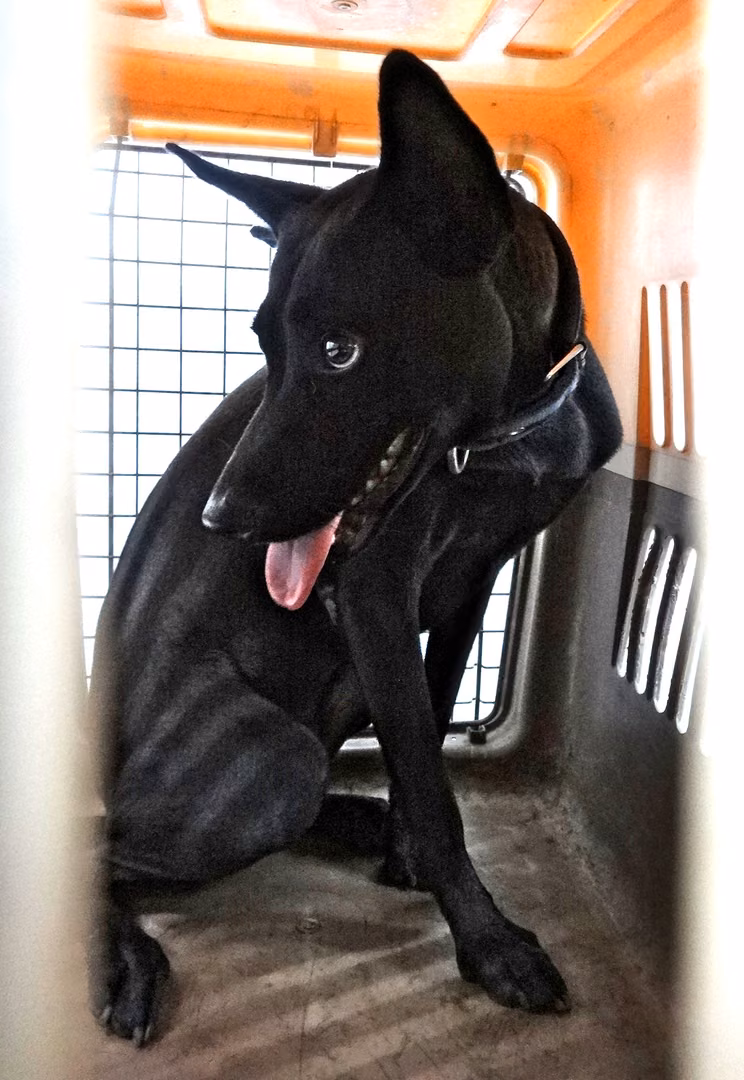 The dog, from the shelter's listing