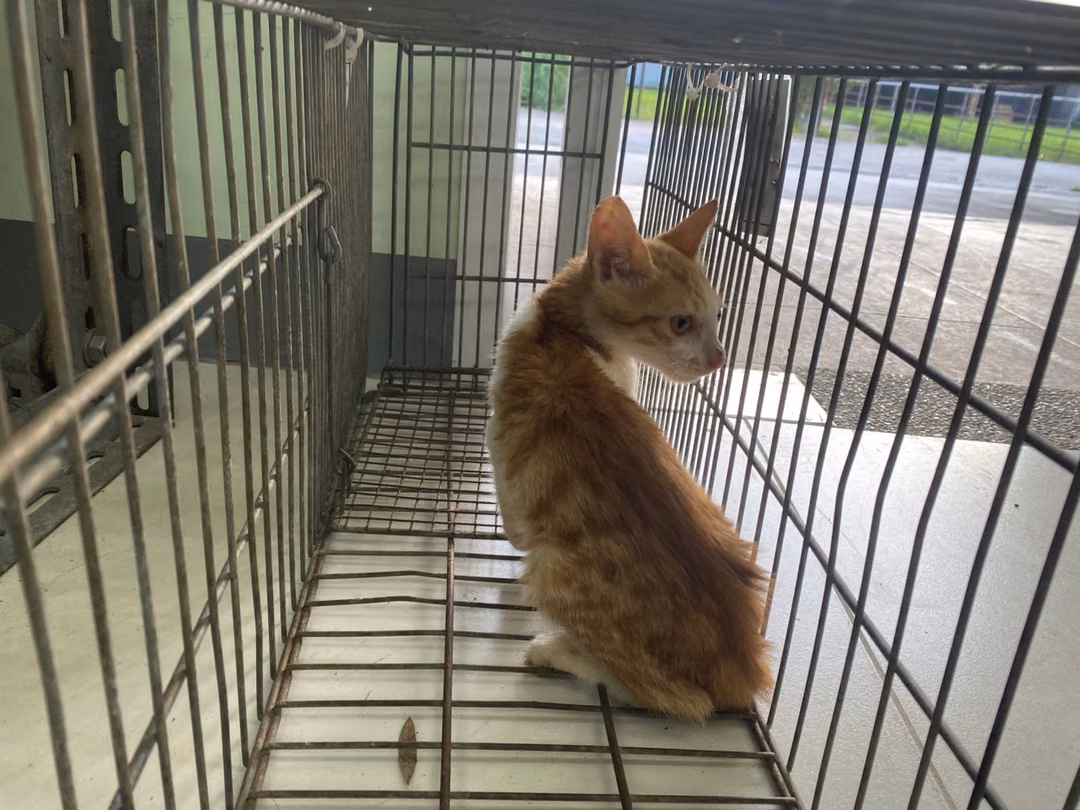 The cat, from the shelter's listing