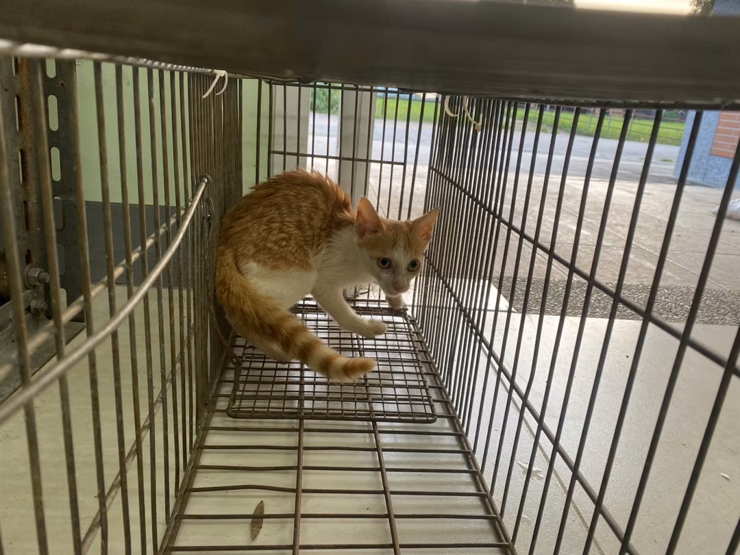 The cat, from the shelter's listing