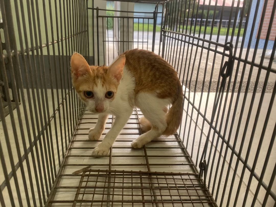 The cat, from the shelter's listing