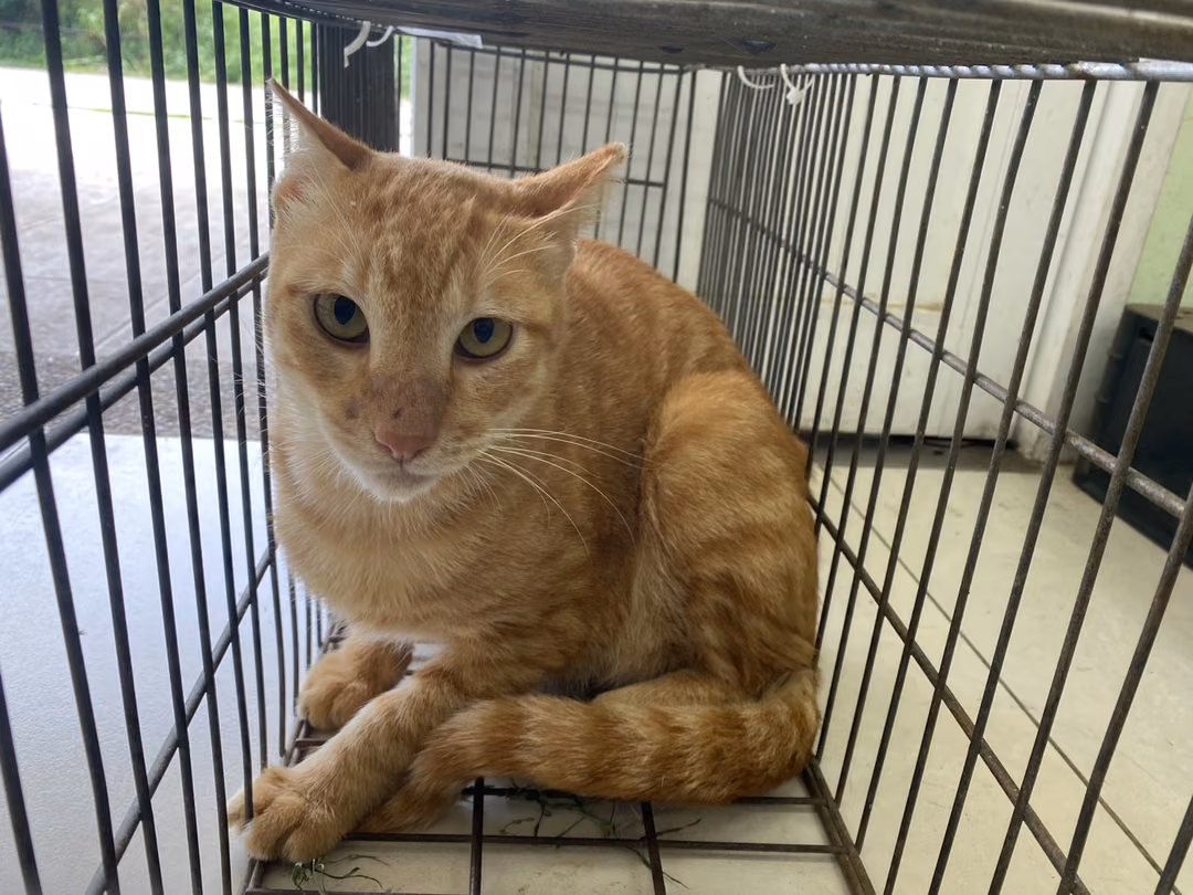 The cat, from the shelter's listing