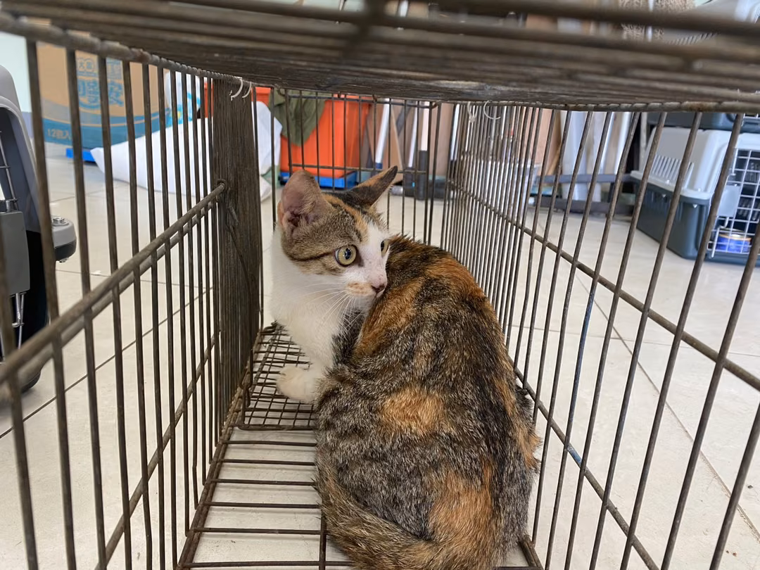 The cat, from the shelter's listing