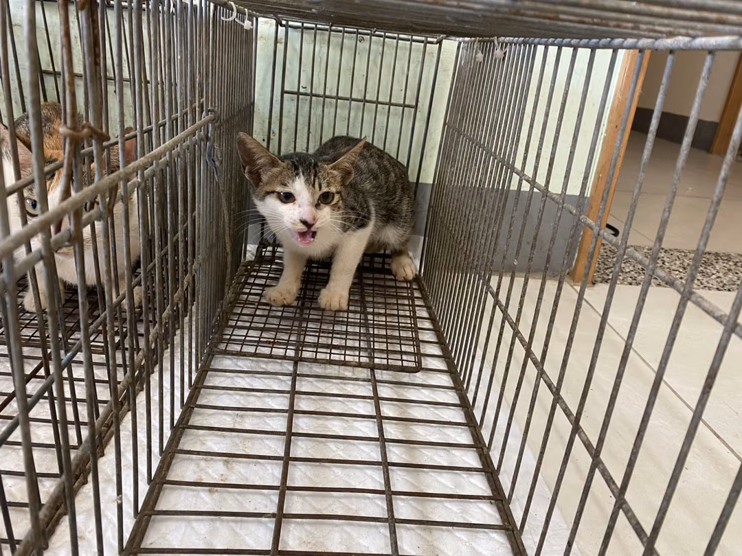 The cat, from the shelter's listing