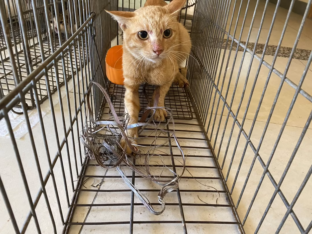 The cat, from the shelter's listing