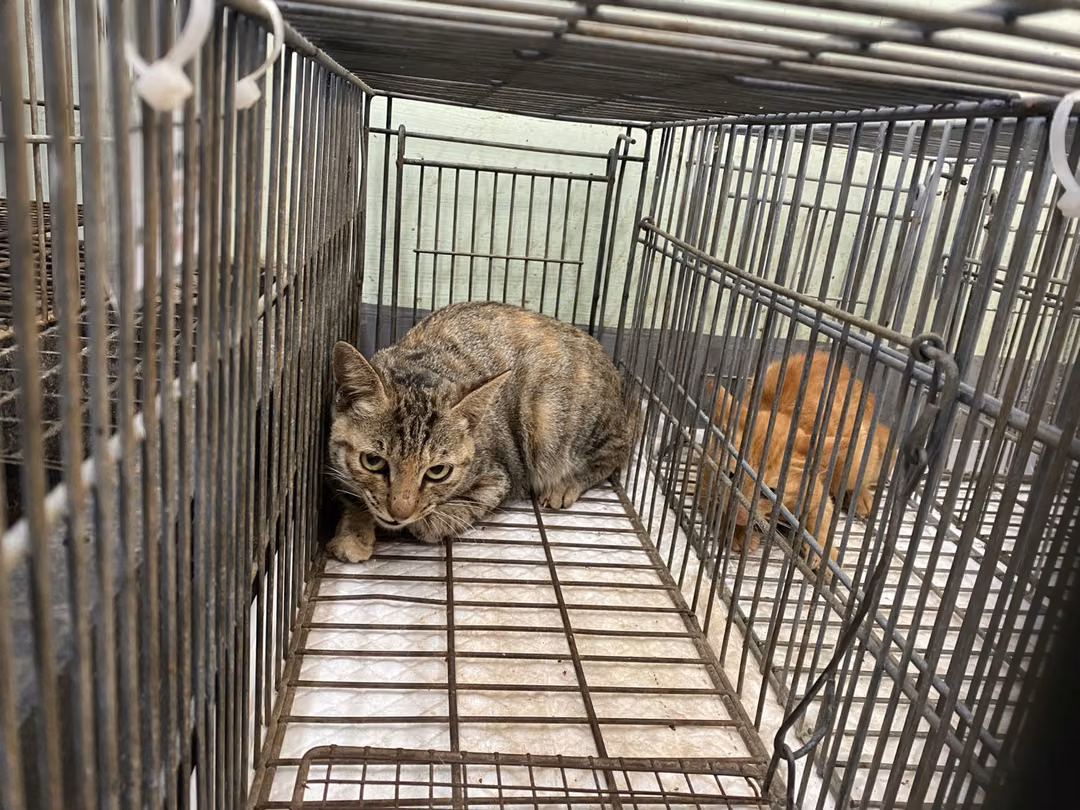 The cat, from the shelter's listing