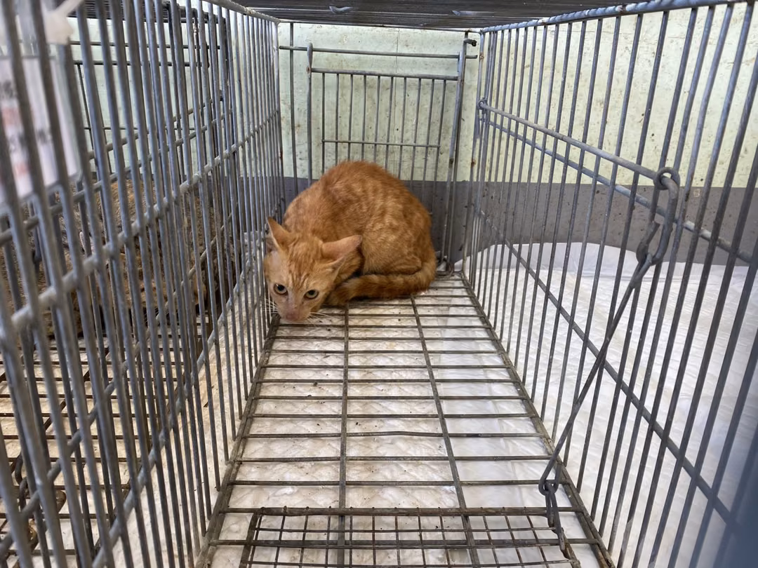 The cat, from the shelter's listing