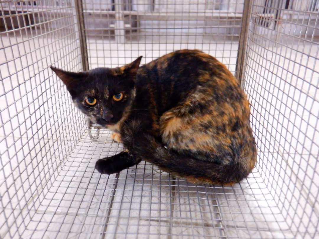 The cat, from the shelter's listing