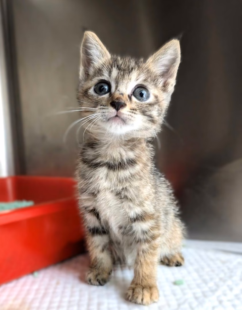 The cat, from the shelter's listing