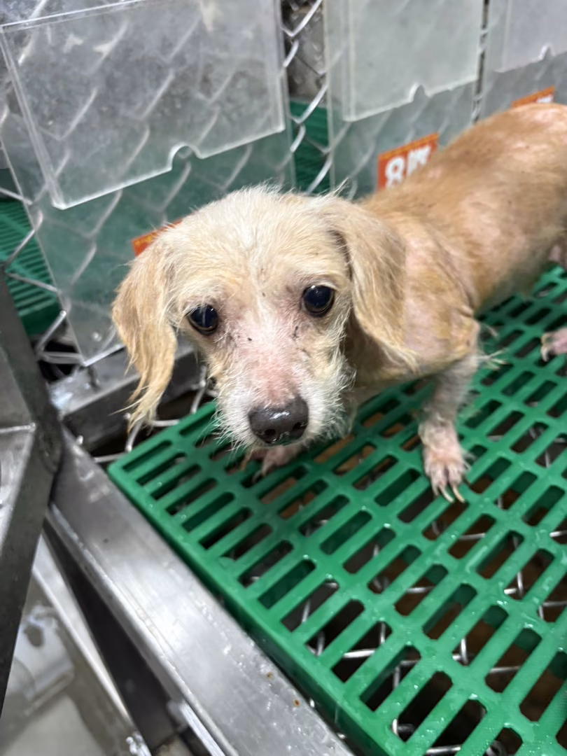 The dog, from the shelter's listing