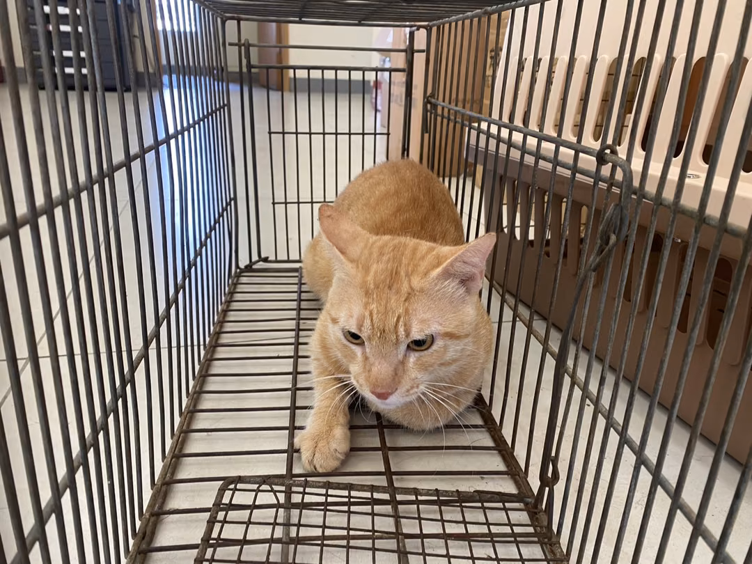 The cat, from the shelter's listing