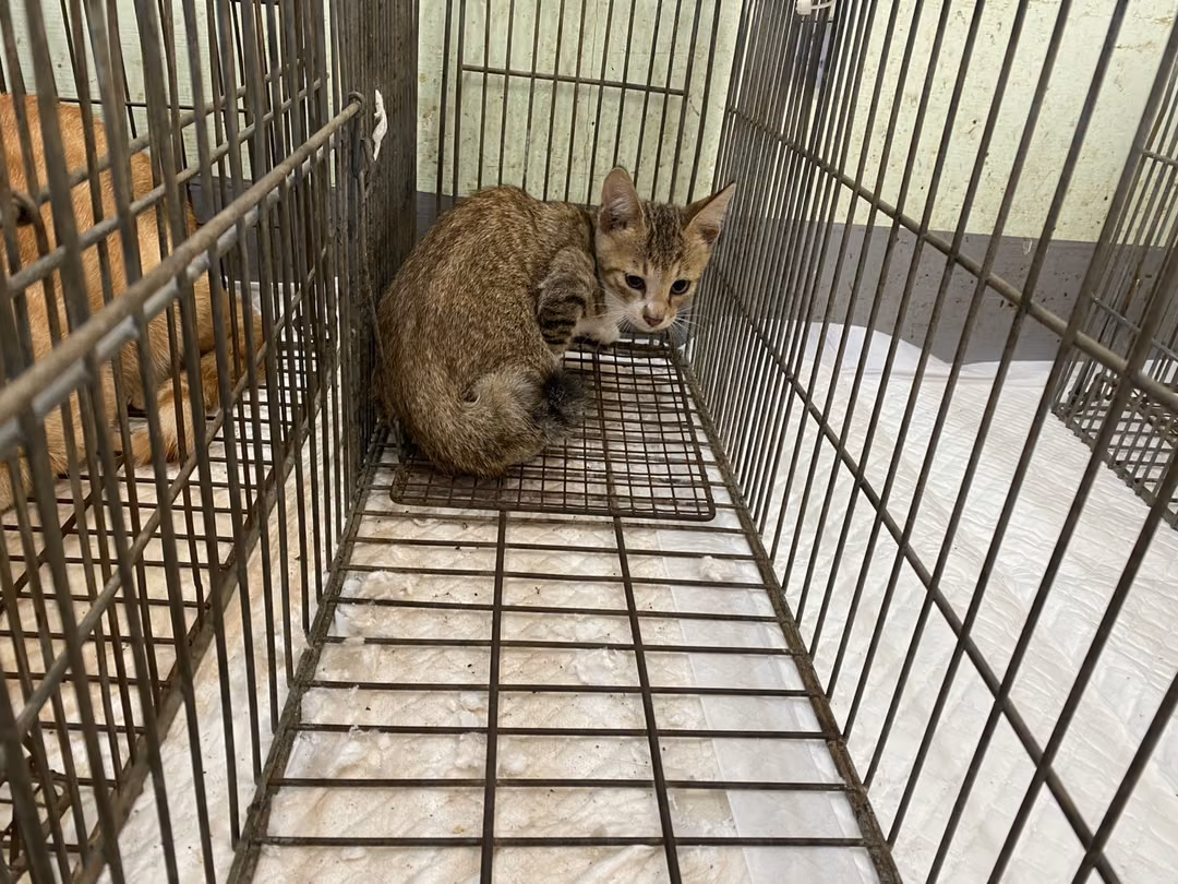 The cat, from the shelter's listing