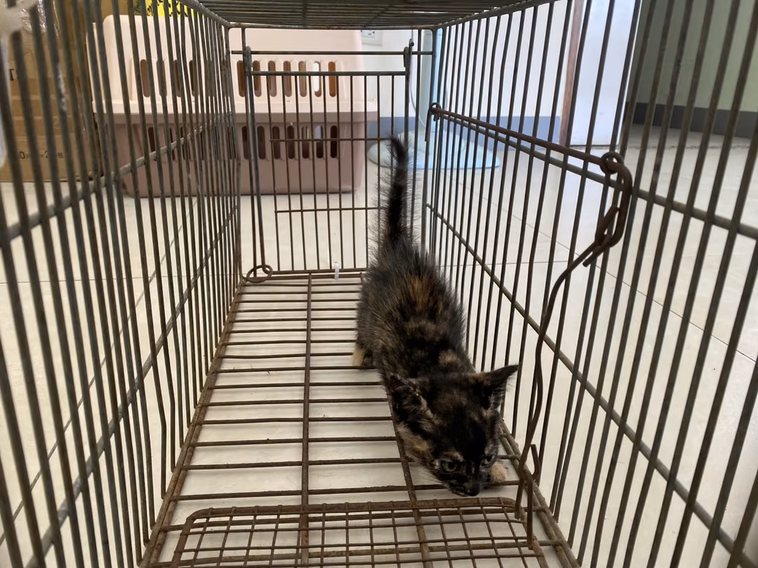 The cat, from the shelter's listing