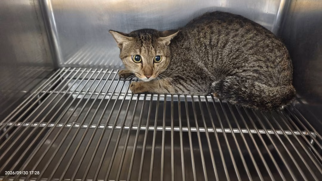 The cat, from the shelter's listing