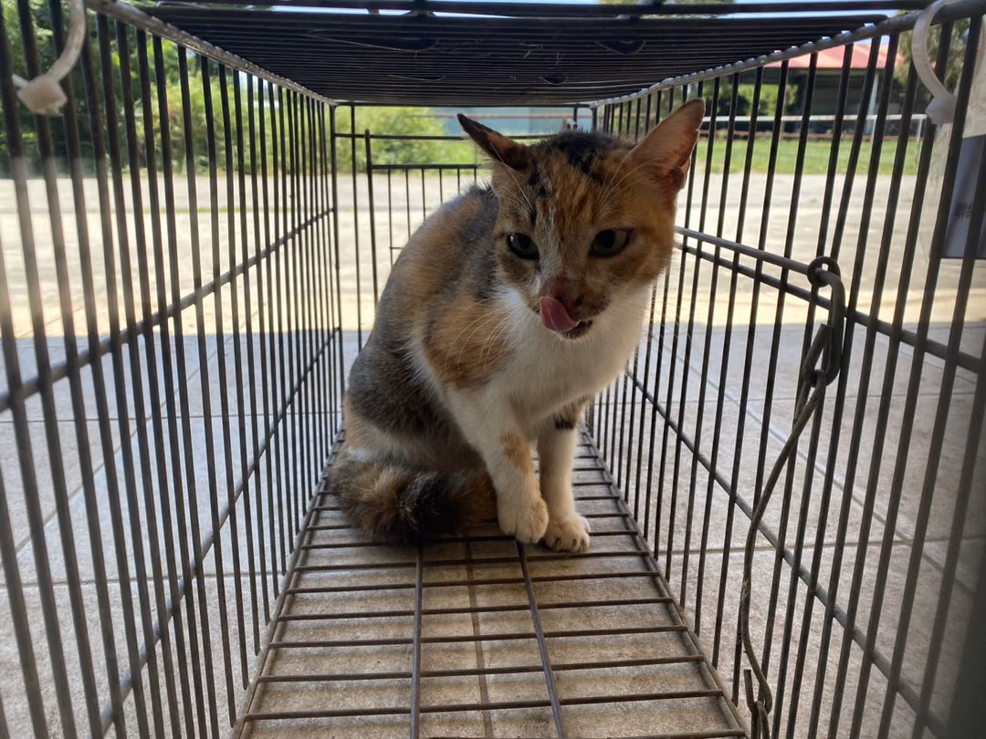 The cat, from the shelter's listing