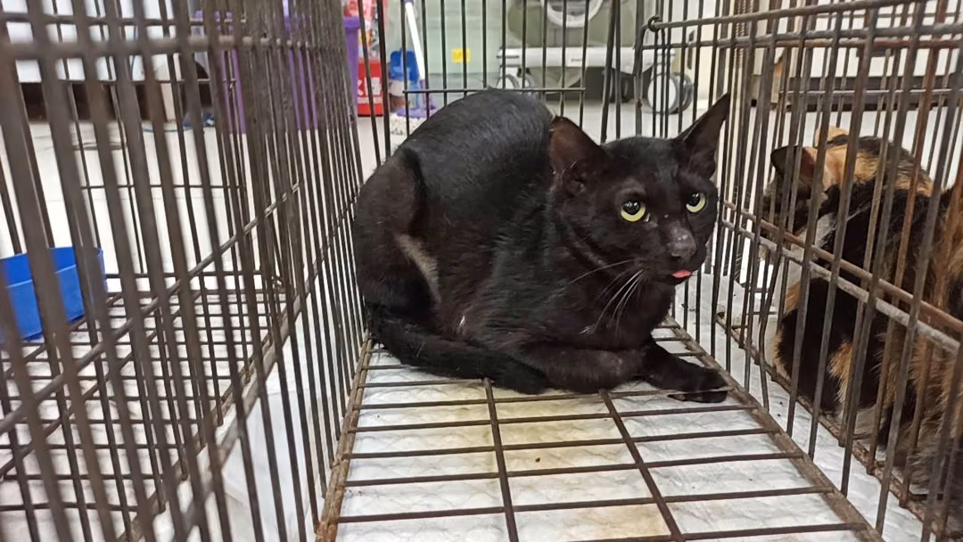 The cat, from the shelter's listing