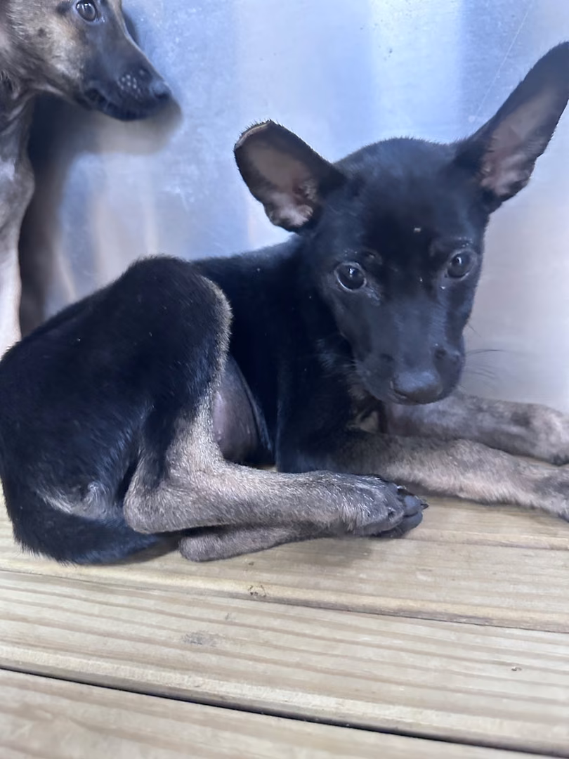 The dog, from the shelter's listing