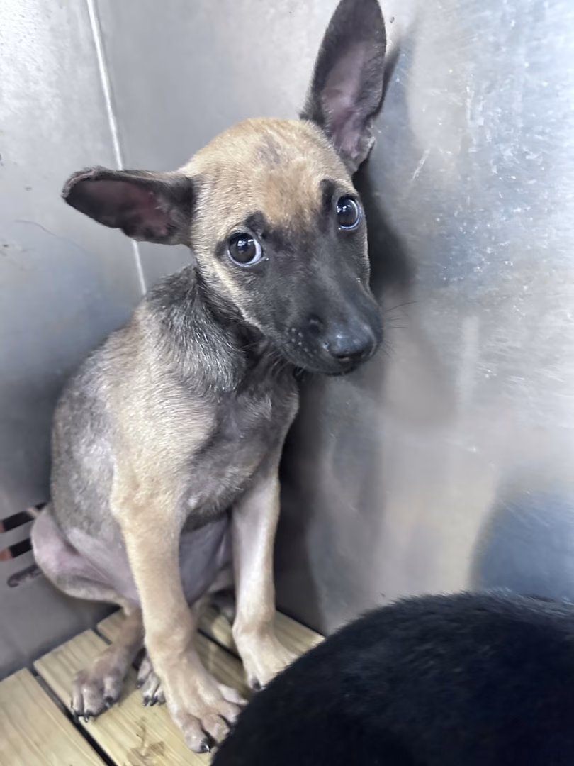 The dog, from the shelter's listing