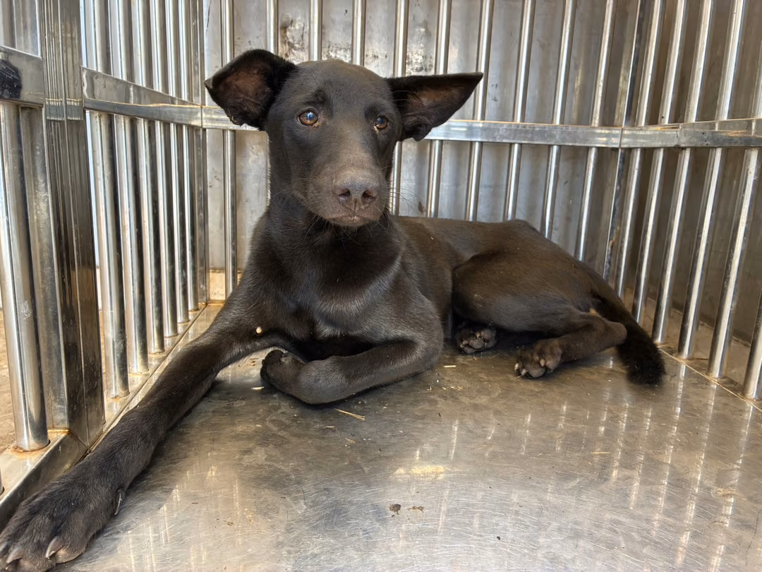 The dog, from the shelter's listing
