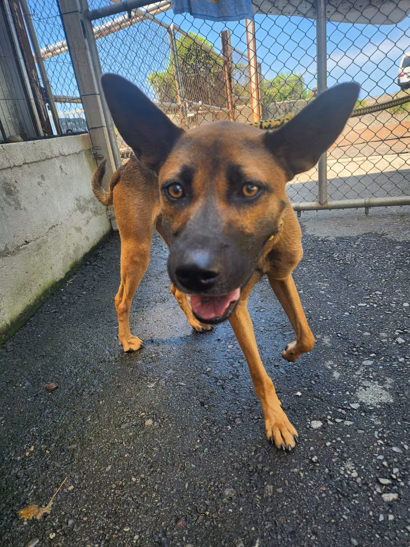 The dog, from the shelter's listing