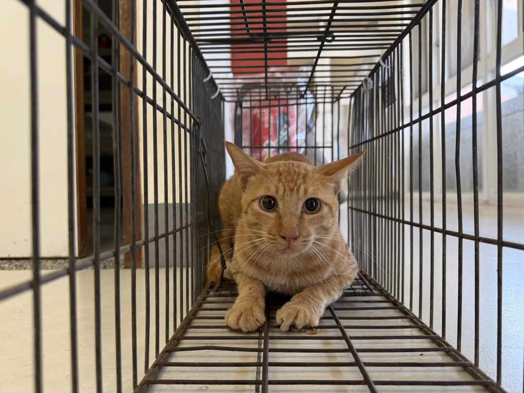 The cat, from the shelter's listing