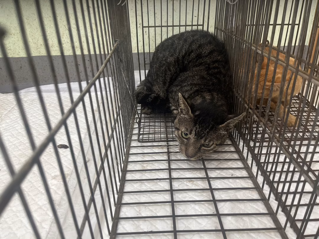 The cat, from the shelter's listing