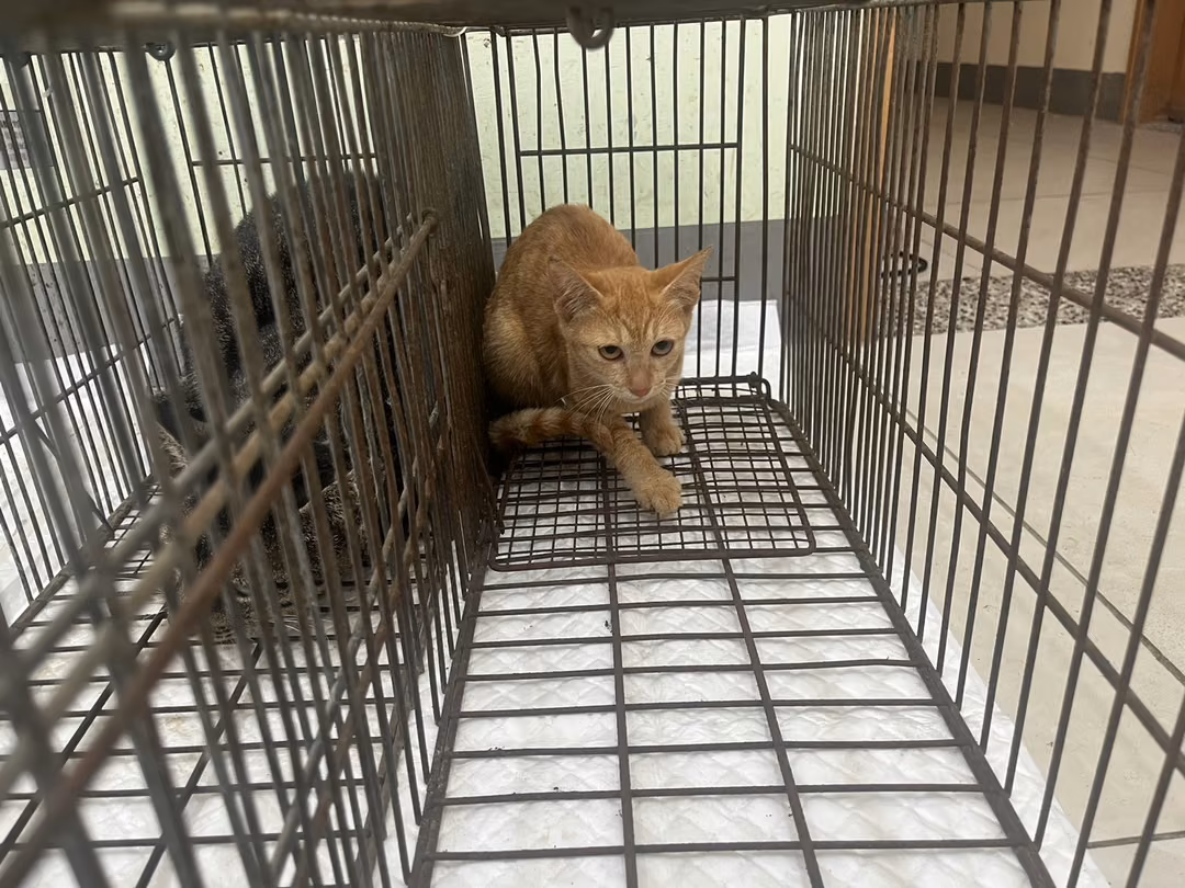 The cat, from the shelter's listing