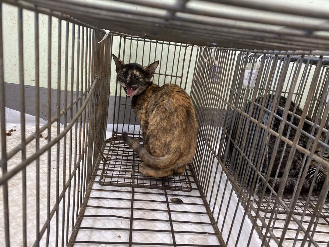 The cat, from the shelter's listing