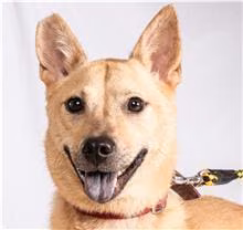 The dog, from the shelter's listing