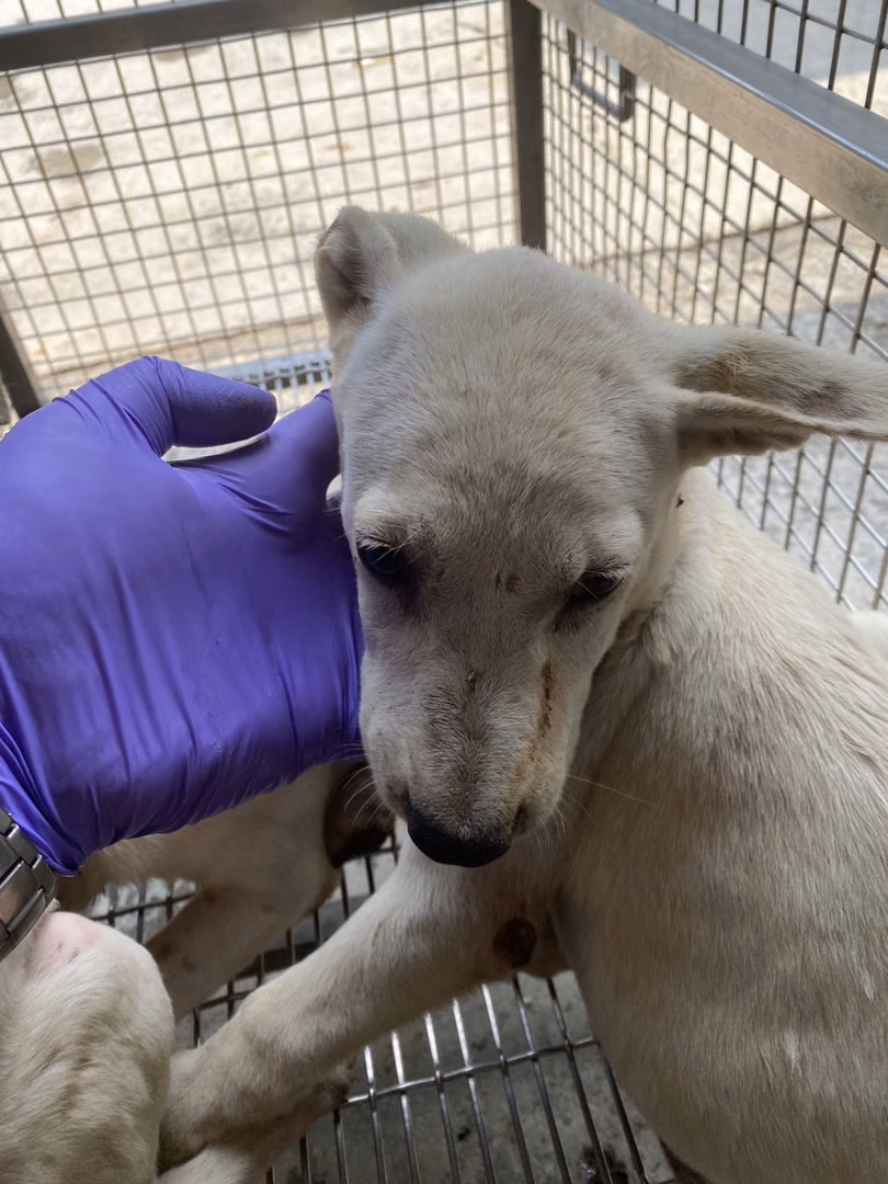 The dog, from the shelter's listing