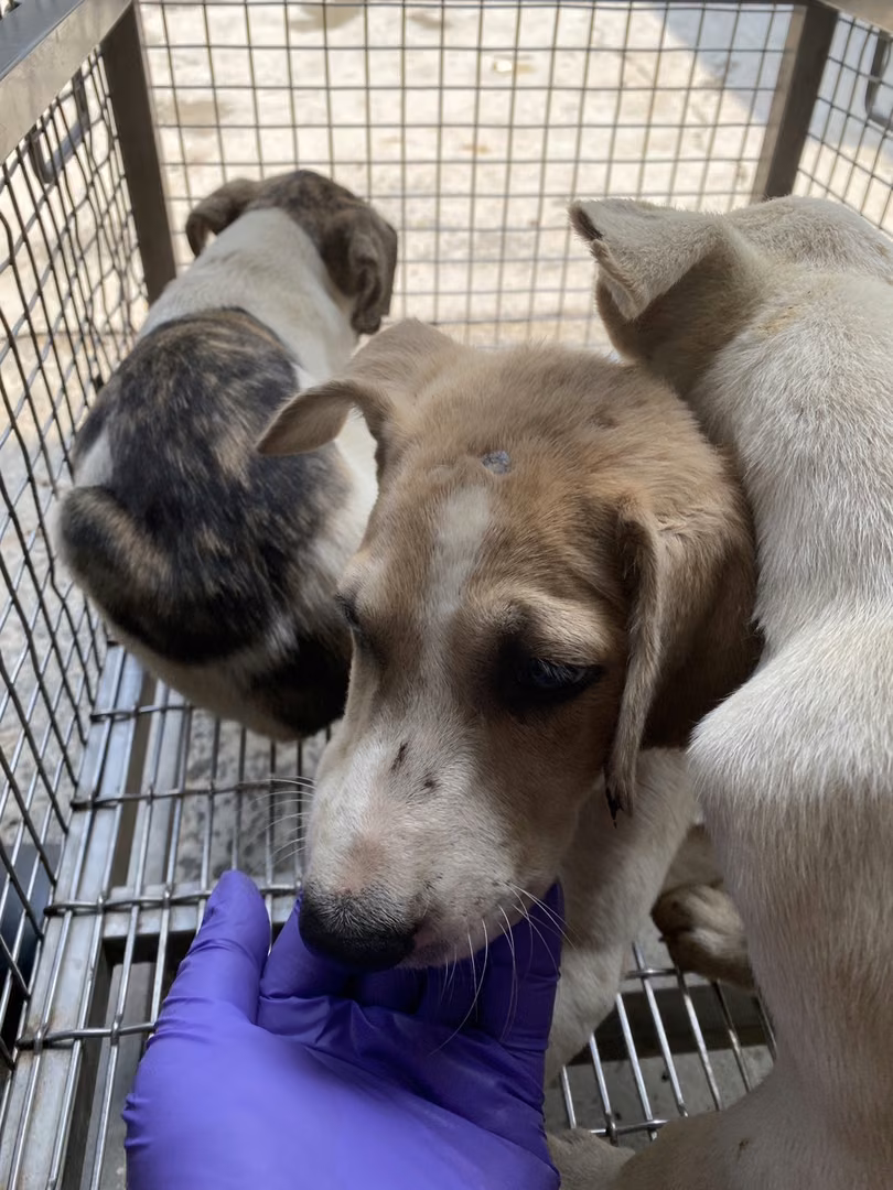 The dog, from the shelter's listing